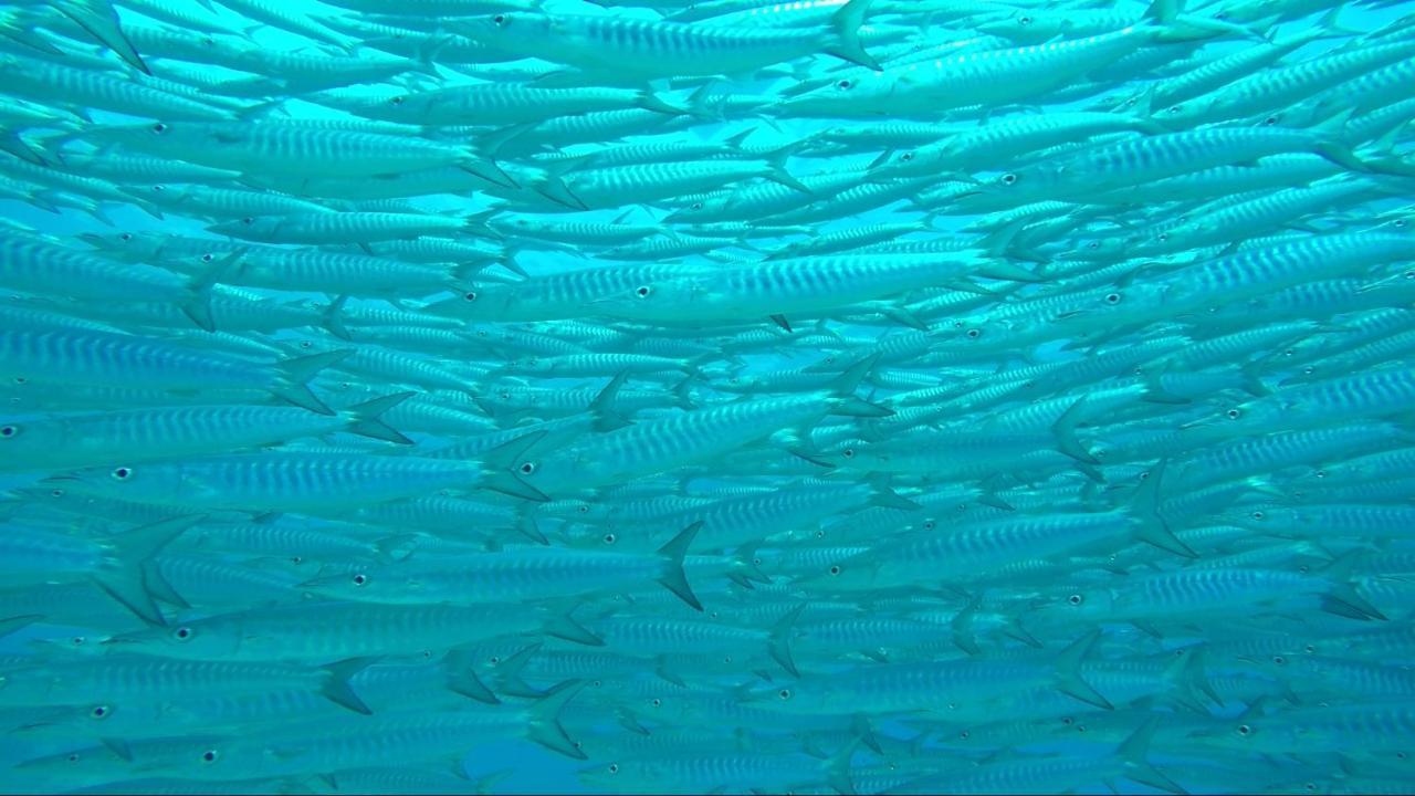 Apo Diver Beach Resort San Juan  Exteriör bild
