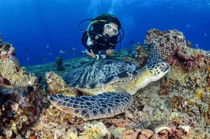 Apo Diver Beach Resort San Juan  Exteriör bild