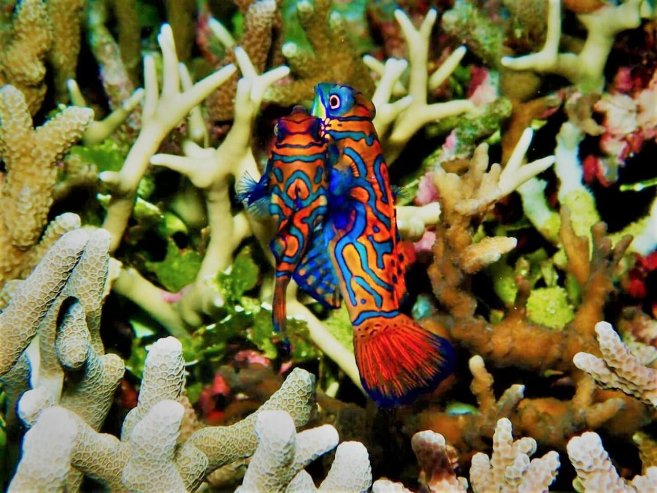 Apo Diver Beach Resort San Juan  Exteriör bild